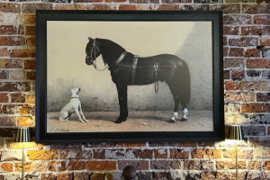 dog and pony 