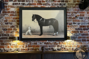 dog and pony 